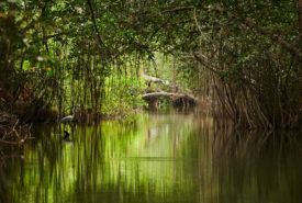 Kolkata & Sundarban Tour Packages